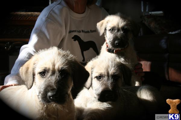 Puppies in KS